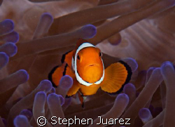 Clown fish in purple tip annenome by Stephen Juarez 